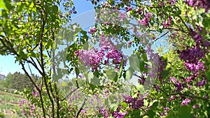 Big lilac bush in spring, beautiful lilac blooming