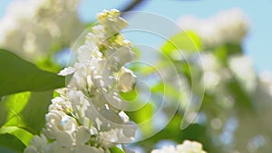 Big lilac bush in spring, beautiful lilac blooming