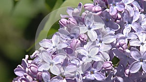Big lilac bush in spring, beaytiful lilac blooming