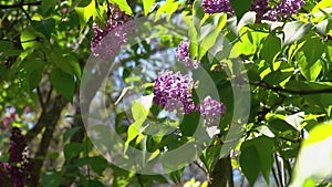 Big lilac bush in spring, beaytiful lilac blooming