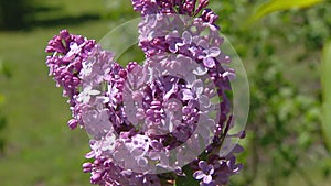 Big lilac bush in spring, beaytiful lilac blooming