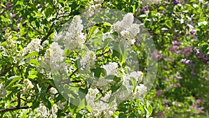 Big lilac bush in spring, beaytiful lilac blooming