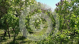 Big lilac bush in spring, beaytiful lilac blooming