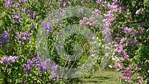 Big lilac bush in spring, beaytiful lilac blooming