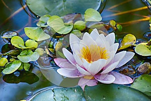 Big lilly on pond