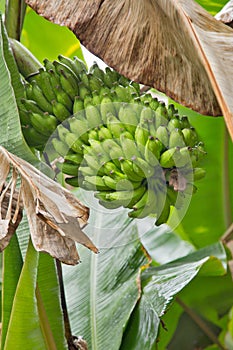 A big linking of bananas on a palm tree