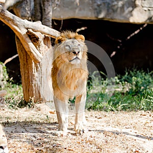 Big lion