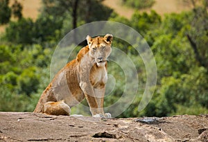 Big lion on black rock in african savannah