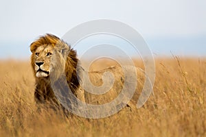 Big Lion Caesar in Masai Mara photo
