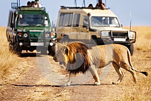 Big lion crossing the road at African savannah