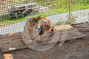 Big lion female lying inside cage