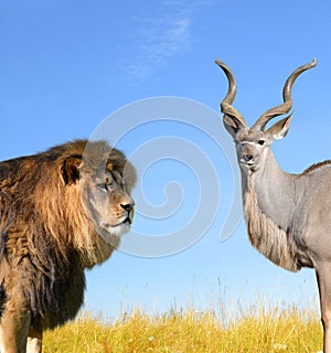 Big Lion with Kudu