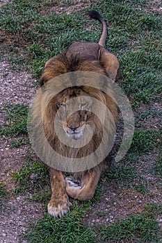 The big lion lies on the grass and proudly looks forward. The lion is a species in the family Felidae; it is a deep-chested cat