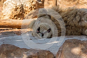 The big lion lies in the sand and sleeps. The lion Panthera leo is a species in the family Felidae. Typically, the lion inhabits