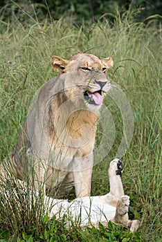 Big lion lying on savannah grass.