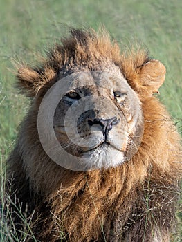 Big lion lying on savannah grass.