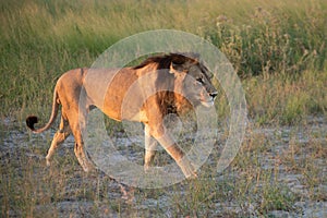 Big lion lying on savannah grass.