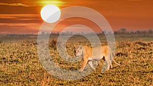 Big lion lying on savannah grass.