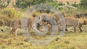 Big lion lying on savannah grass.