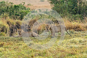 Big lion lying on savannah grass