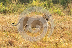 Big lion lying on savannah grass