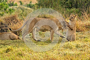 Big lion lying on savannah grass.