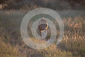 Big lion lying on savannah grass.