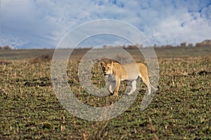 Big lion lying on savannah grass.