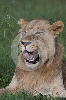 Big lion lying on savannah grass.