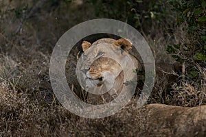 Big lion lying on savannah grass.