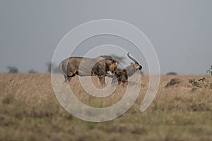 Big lion lying on savannah grass.