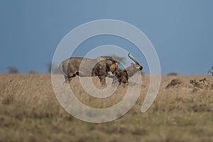 Big lion lying on savannah grass.