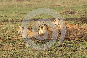 Big lion lying on savannah grass.
