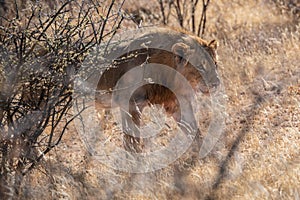 Big lion lying on savannah grass.