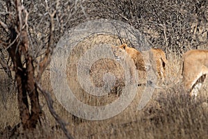 Big lion lying on savannah grass.