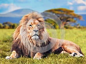 Big lion lying on savannah grass photo