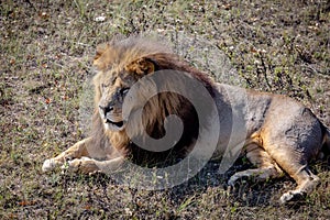 Big Lion male lying on the ground and looking towards something