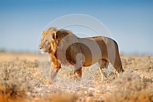 Big lion with mane in Etosha, Namibia. African lion walking in the grass, with beautiful evening light. Wildlife scene from nature