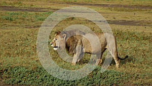 Big Lion in national park is looking for food