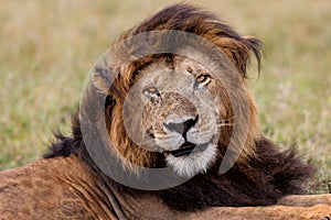 Big Lion Notch in Masai Mara photo