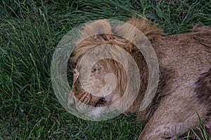 Big lion sleeping on grass lying on its side. The Panthera leo is a species in the family Felidae; it is a deep-chested cat with a