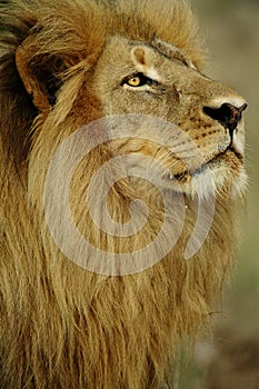 Big lion with stunning full mane