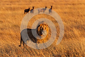 Big Lion at sunrise in Masai Mara