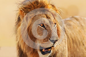 Big Lion at sunrise in Masai Mara