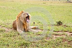 Big lion yawns lying on a meadow with grass