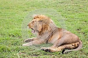 Big lion yawns lying on a meadow with grass