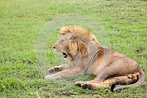 Big lion yawns lying on a meadow with grass