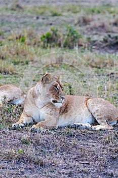 Big lioness sleeping in the savanna. Masai Mara. Kenya, Africa