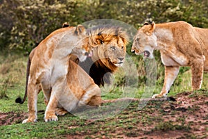 Big Lions in Masai Mara