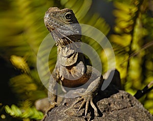 Big Lizard in Australia